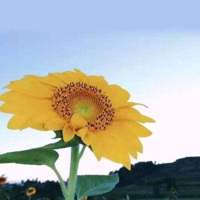 一季度超200亿不良批量转让，不良处置成消金公司“转型配套”